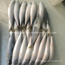 Neue Fish150-250g Gefrorene Makrele